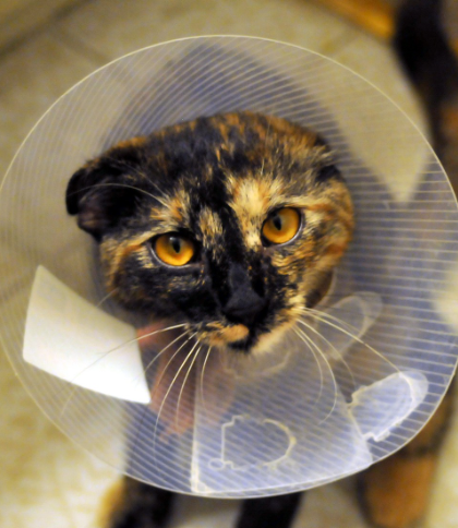 수의테크니션 직업 되는 방법