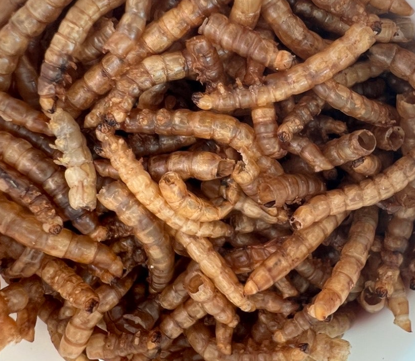 곤충 음식 개발자 직업 곤충식품조리사 곤충 음식 조리사 하는일