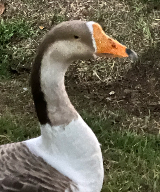 동물보호보안관 하는일 연봉 자격증 되는방법1