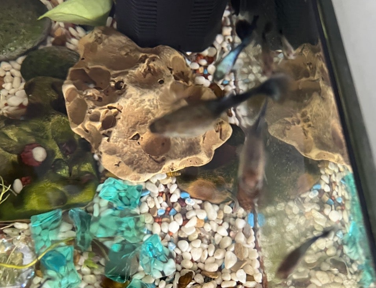 애견테라피스트 하는일 연봉 되는방법1