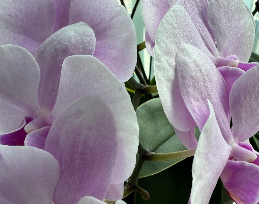 이미지컨설턴트 하는일 적성 연봉 자격증 되는법